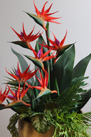 Strelicja Złota Bajka, egzotyczna kompozycja