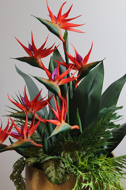 Strelicja Złota Bajka, egzotyczna kompozycja, wys.134cm