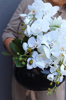 Decoris Piano, storczyk w czarnej donicy