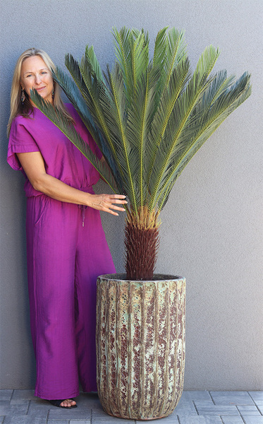  Cykas Grande Hilton, sztuczna roślina w donicy, wys.175cm 