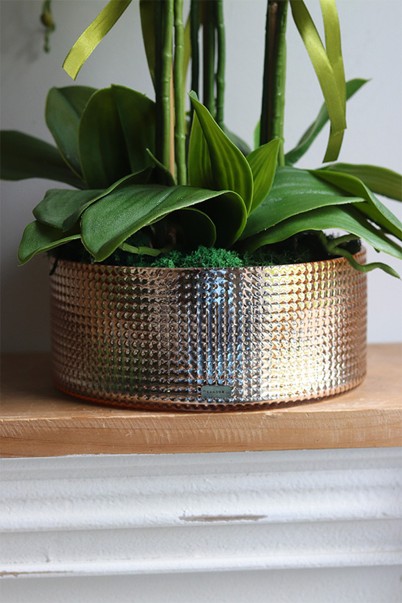 Golden Gate, efektowny storczyk w złotej misie