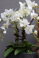 Manfredo Antracyt, ekskluzywny storczyk w donicy