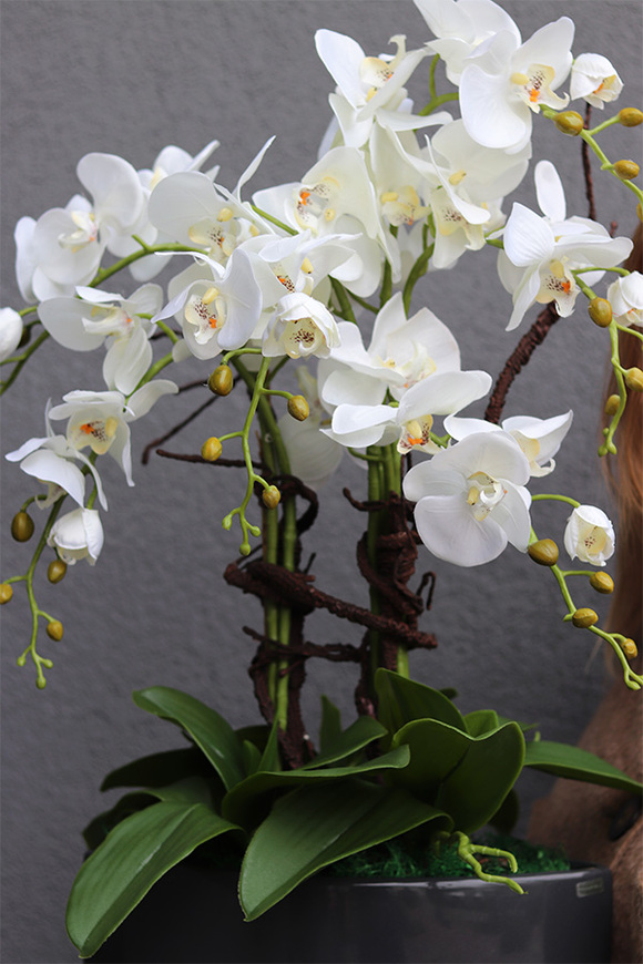 Manfredo Antracyt, ekskluzywny storczyk w donicy