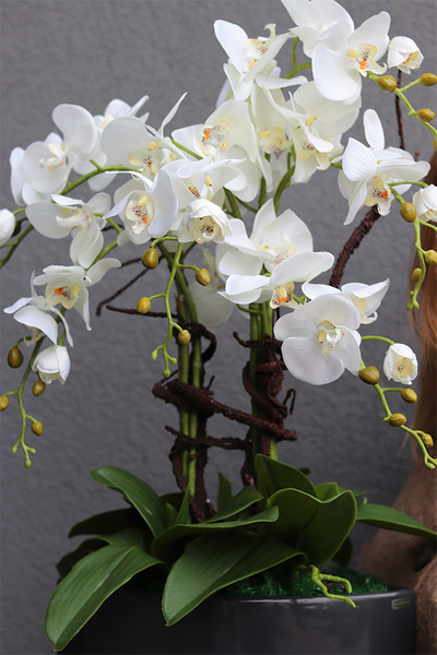 Manfredo Antracyt, ekskluzywny storczyk w donicy