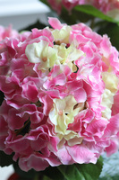 doniczkowa hortensja Różowo-Żółta, wysokiej jakości sztuczne kwiaty