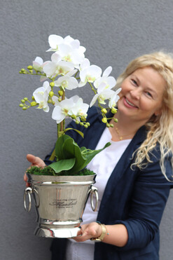 Little Champagne, gumowy storczyk w coolerze, wys.57cm 