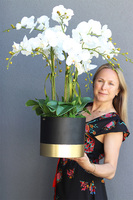 Blackisto Goldino D, elegancki storczyk w czarno-złotej donicy, wys.72cm