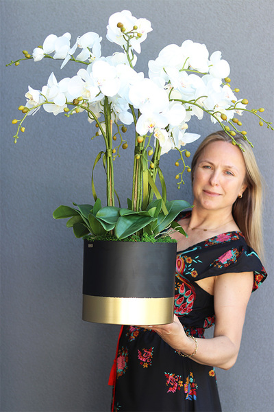 Blackisto Goldino D, elegancki storczyk w czarno-złotej donicy, wys.72cm