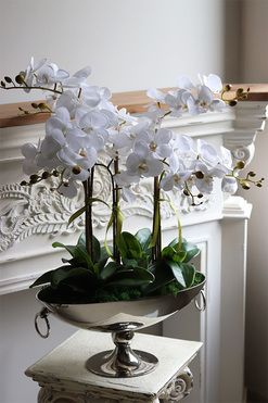 Alladino New, storczyk w pucharze, wys.68cm