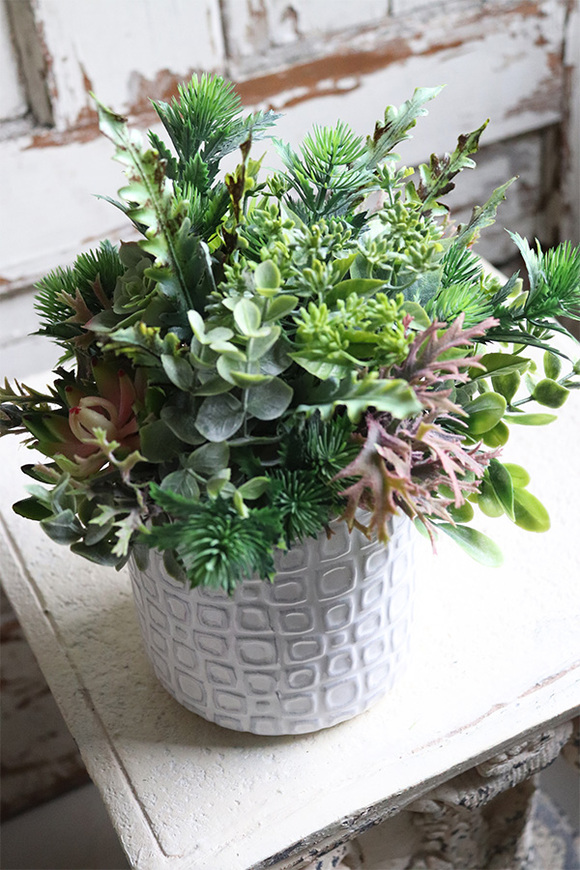 Bedista, kompozycja sukulenty w biało - szarej donicy, wym.29x21cm