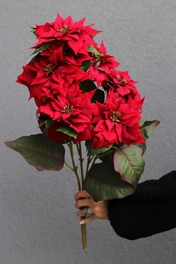 Gwiazda Betlejemska Natural Red, świąteczny kwiat poinsecji, wys.60cm 