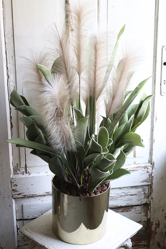 Nostera Figaro, kompozycja roślinna w złotej donicy, wys.90cm