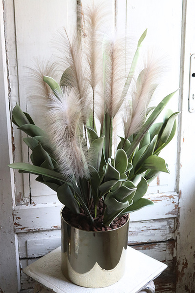 Nostera Figaro, kompozycja roślinna w złotej donicy, wys.90cm