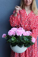 Pelargonia Pink, kompozycja pelargonie w wiszącej donicy