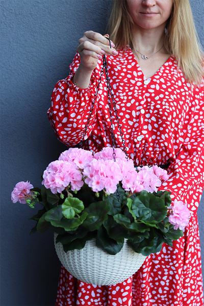 Pelargonia Pink, kompozycja pelargonie w wiszącej donicy