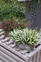 Wrzosowisko Green Garden, wrzosy w skrzynce, białe