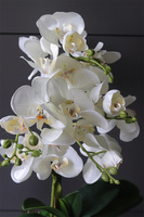 Komodo Black, nowoczesny storczyk w czarnej osłonce