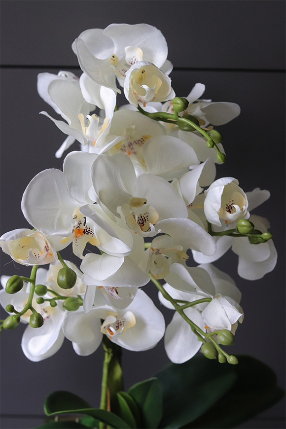 Komodo Black, nowoczesny storczyk w czarnej osłonce