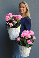 Pink Basket, sztuczne pelargonie w koszu