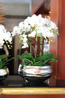 Hotels Deluxe, gumowy storczyk w srebrnej misie