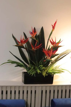 Strelicja Banerra Black, podłużna kompozycja w donicy, wym.83cm 