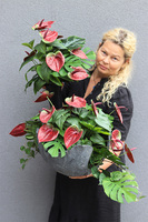 Anturium Bordo, bukiet nagrobny we wkładzie