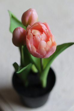 kompozycja z gumowych tulipanów w doniczce, jasny róż, wys.21cm