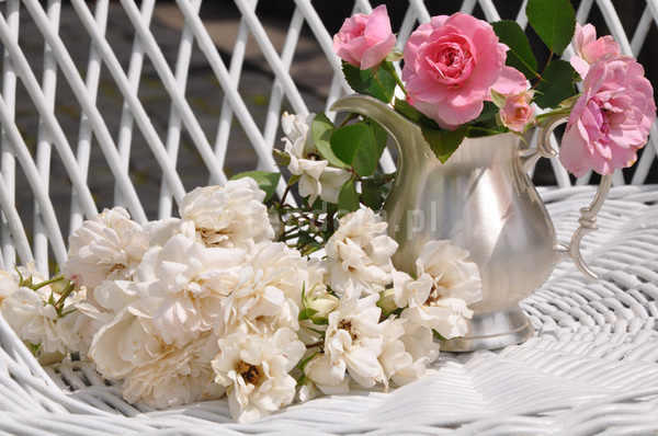 mlecznik posrebrzany Positano 