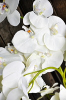 ogromny storczyk w aluminiowej donicy Kielich wys. ok.100cm