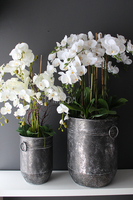 bardzo duży storczyk Grigio Grande, wys.118cm