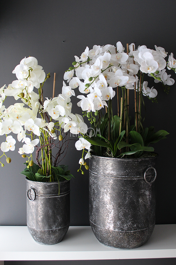 bardzo duży storczyk Grigio Grande, wys.118cm