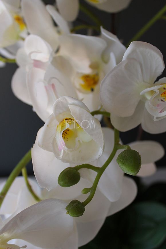 Nuria gumowy storczyk w owalnej donicy, wys.55cm