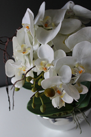 śliczny storczyk Cinderella Silver w srebrnej donicy, wys.50cm