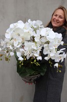 Srebrna Weranda, elegancki storczyk w wazonie Glamour, wys.74cm