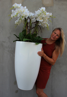 bardzo duży gumowy storczyk Grande Sentena, wys.135cm