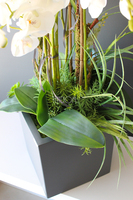 bardzo duży storczyk & sukulenty Simple Grande Grey, wys.90cm