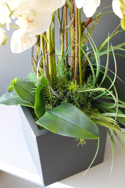 bardzo duży storczyk & sukulenty Simple Grande Grey, wys.90cm