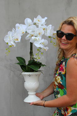 Palomina Ażur na nodze, storczyk w ażurowej donicy wys.60cm