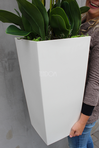 duży storczyk Mediolan Grande w białej donicy, wys.125cm