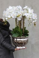 Srebrna Weranda, elegancki storczyk w wazonie Glamour, wys.74cm