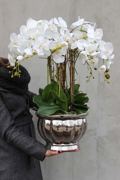 Srebrna Weranda, elegancki storczyk w wazonie Glamour, wys.74cm