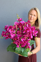 bogaty storczyk w ceramicznej misie, Fuksja Pollena, wys.65cm