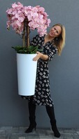 bardzo duży storczyk w białej donicy, Mediolan Pudrowy, wys.130cm