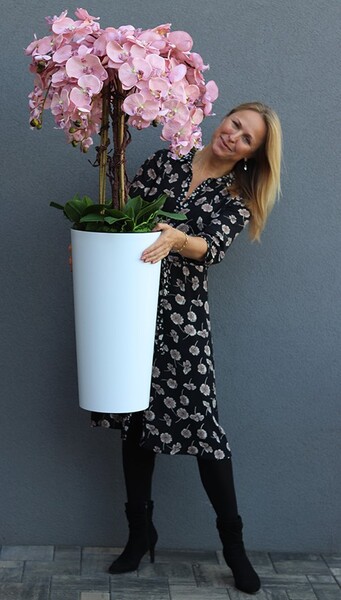 bardzo duży storczyk w białej donicy, Mediolan Pudrowy, wys.130cm