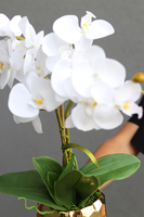 Goldesso, elegancki storczyk w złotej osłonce, wys.50cm 