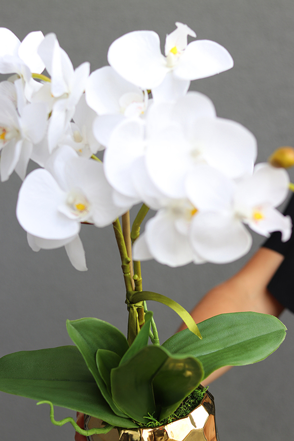 Goldesso, elegancki storczyk w złotej osłonce, wys.50cm 