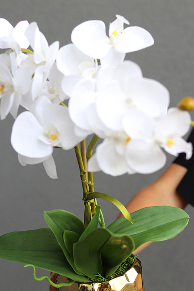 Goldesso, elegancki storczyk w złotej osłonce, wys.50cm 