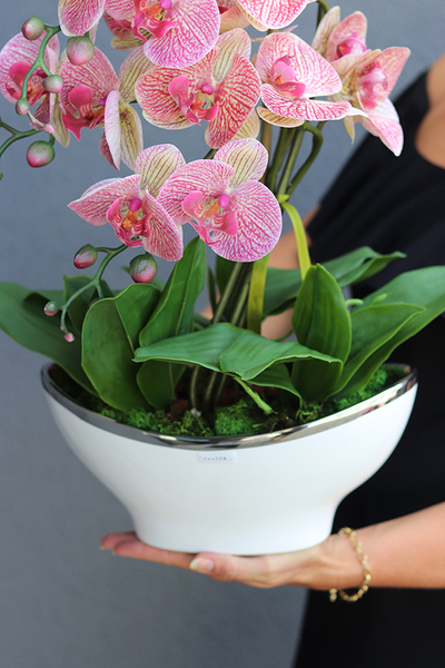 Bajlando Granada, różowy storczyk tygrysi w białej donicy glamour, wys.57cm