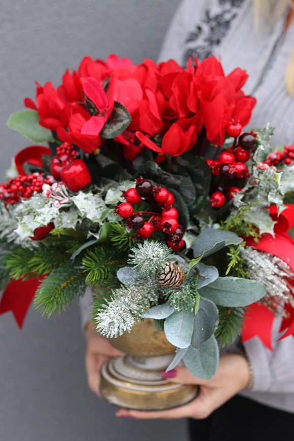 Cyklamenia Reddine, świąteczna kompozycja w pucharze, wys.40cm