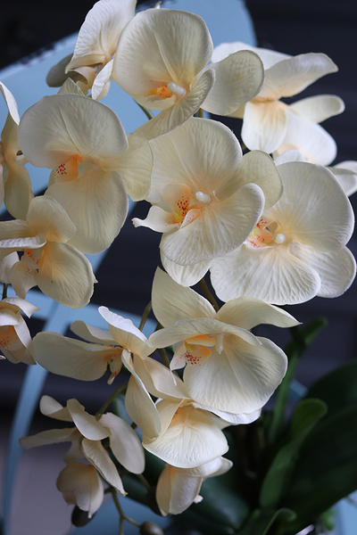 jasnokremowy storczyk Renaro w srebrnej donicy, wys.53cm